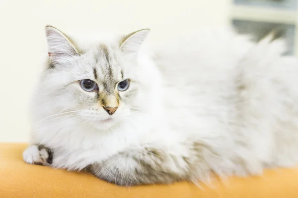 White cat of siberian breed — Stock Photo, Image