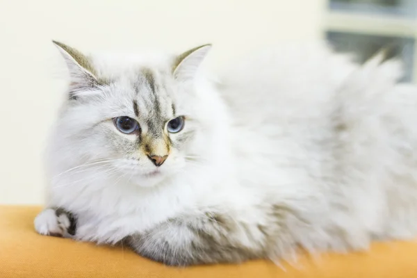 White cat of siberian breed — Stock Photo, Image