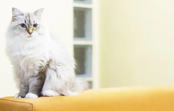 Gato blanco de raza siberiana —  Fotos de Stock