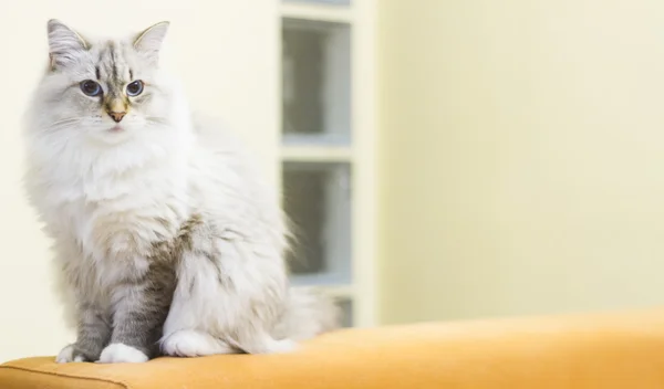 Biały kot rasy syberyjski — Zdjęcie stockowe