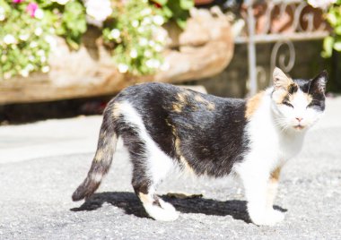 Üç renkli dişi kedi