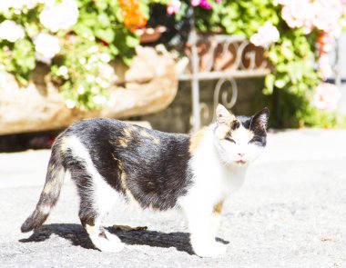 Üç renkli dişi kedi