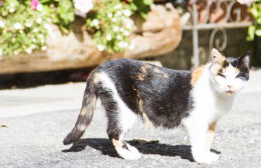 Üç renkli dişi kedi