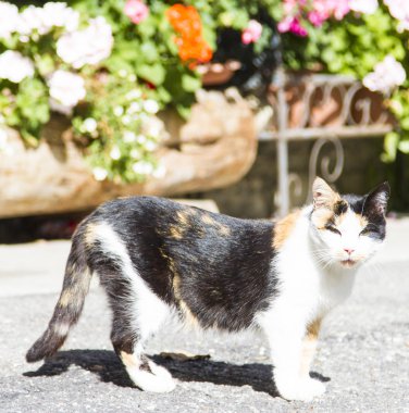 Üç renkli dişi kedi