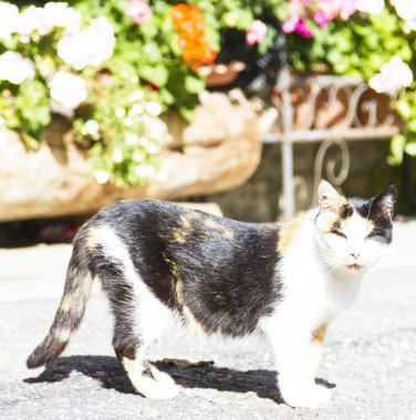 Üç renkli dişi kedi