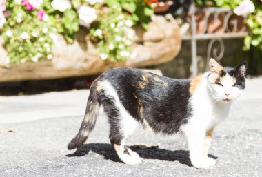 Üç renkli dişi kedi