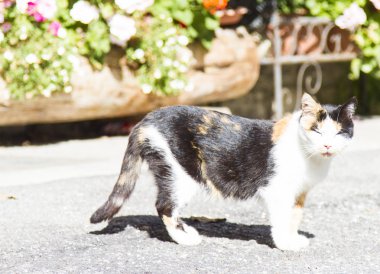 Üç renkli dişi kedi