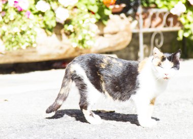 Üç renkli dişi kedi