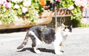 Üç renkli dişi kedi