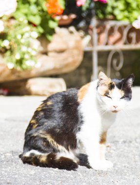 Üç renkli dişi kedi