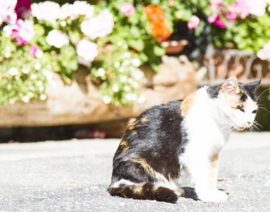 Üç renkli dişi kedi