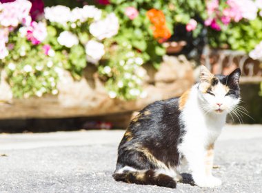 Üç renkli dişi kedi