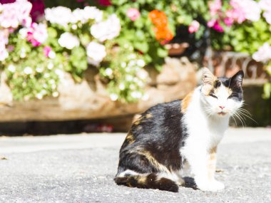 Üç renkli dişi kedi