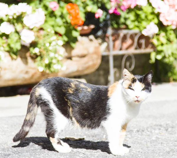 삼 색 여성 고양이 — 스톡 사진