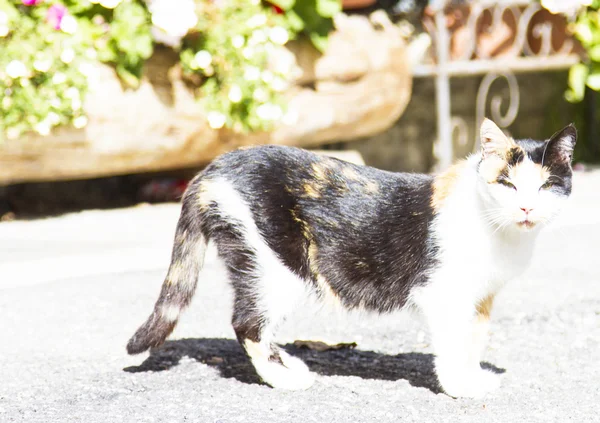 Tricolor kvinno-katt — Stockfoto
