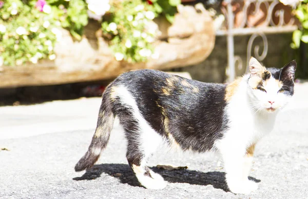 Триколор кішка — стокове фото