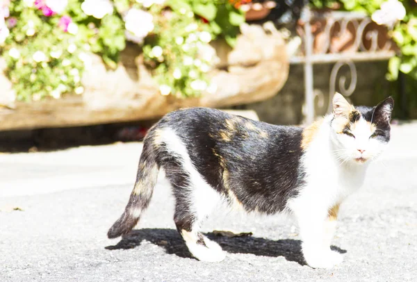 Tricolor kvinno-katt — Stockfoto
