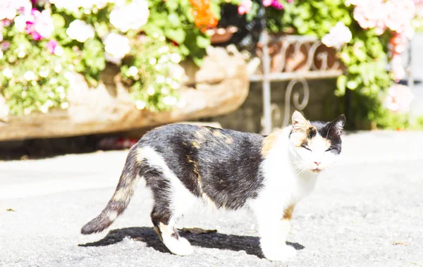 Tricolor kvinno-katt — Stockfoto