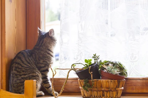 Чоловік європейської кішки біля вікна — стокове фото