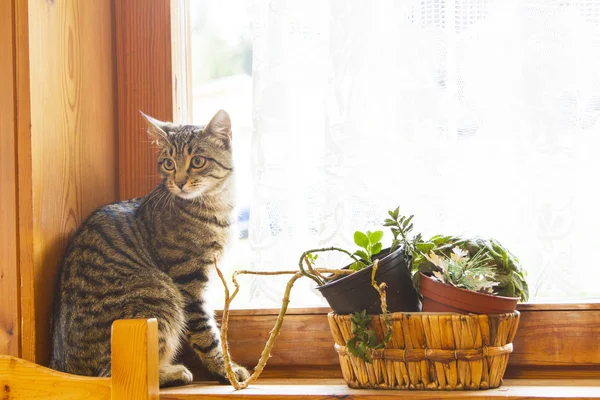 Чоловік європейської кішки біля вікна — стокове фото