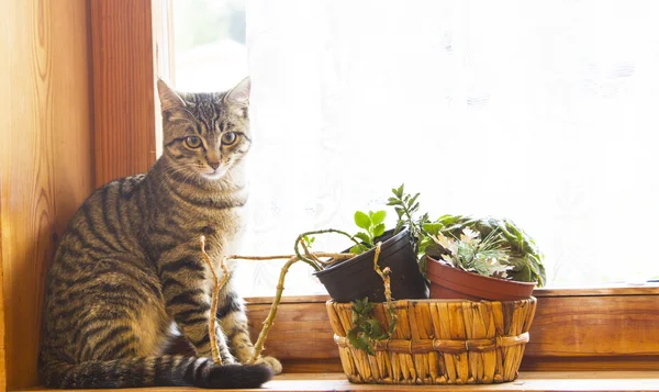 Männchen einer europäischen Katze in der Nähe eines Fensters — Stockfoto