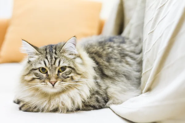 Gatito marrón, hermoso tipo de raza siberiana en el sofá — Foto de Stock