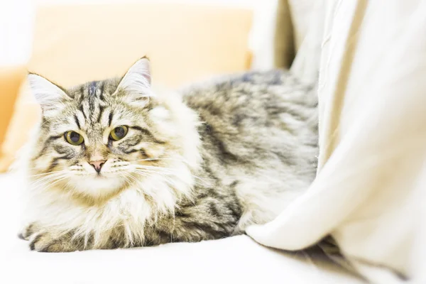 갈색 고양이, 소파에 시베리아 품종의 아름 다운 종류 — 스톡 사진