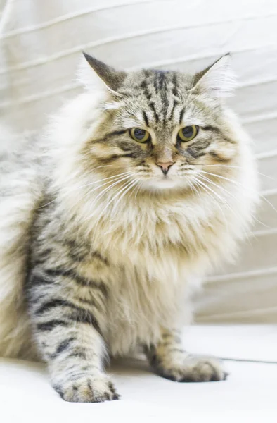 Brązowy kotek, piękne typu rasy syberyjski na kanapie — Zdjęcie stockowe