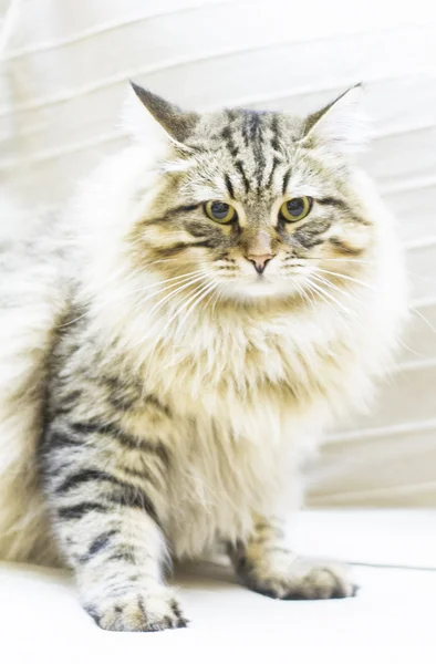 Gatinho marrom, belo tipo de raça siberiana no sofá — Fotografia de Stock