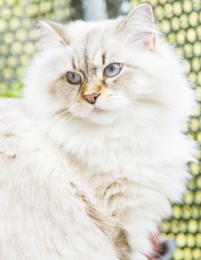 Sibirya doğurmak beyaz kedi