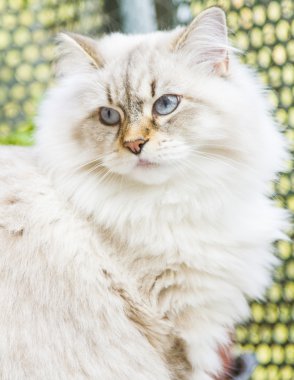 Sibirya doğurmak beyaz kedi