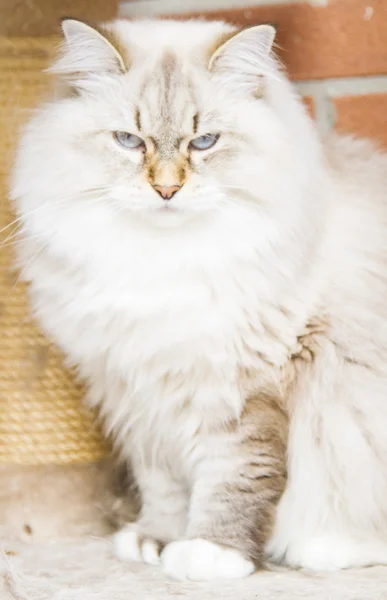 Gato branco da raça siberiana — Fotografia de Stock