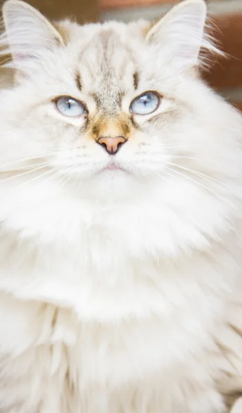 White cat of siberian breed — Stock Photo, Image