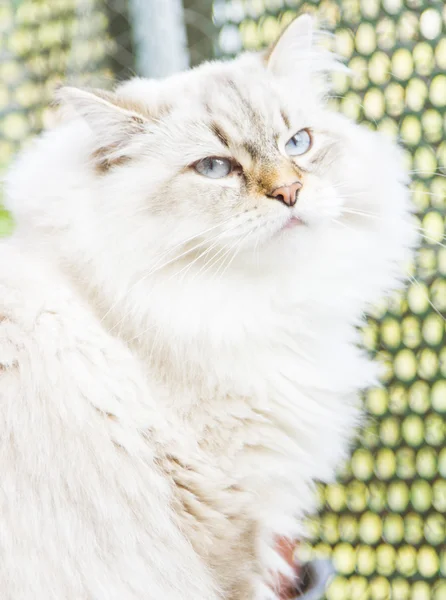 Witte kat van Siberische ras — Stockfoto