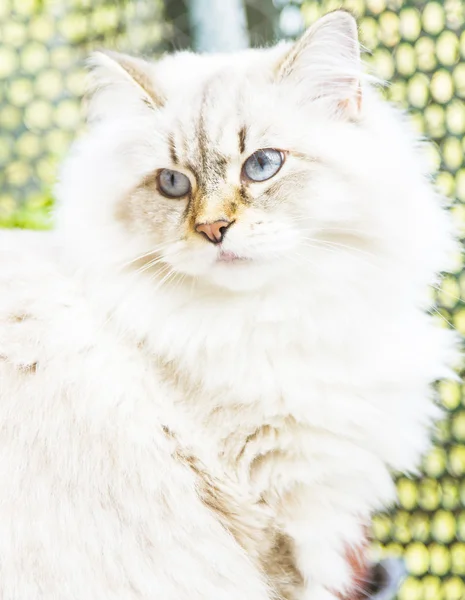 Witte kat van Siberische ras — Stockfoto