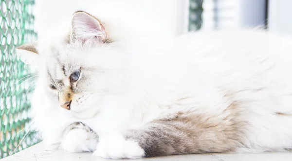 白色的猫的皮毛的西伯利亚 — 图库照片