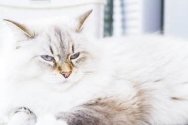Sibirya doğurmak beyaz kedi