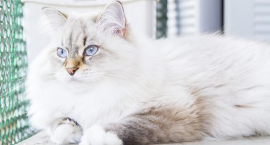 Sibirya doğurmak beyaz kedi