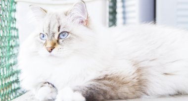 Sibirya doğurmak beyaz kedi