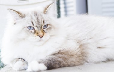 Sibirya doğurmak beyaz kedi