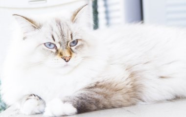 Sibirya doğurmak beyaz kedi