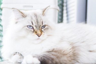 Sibirya doğurmak beyaz kedi