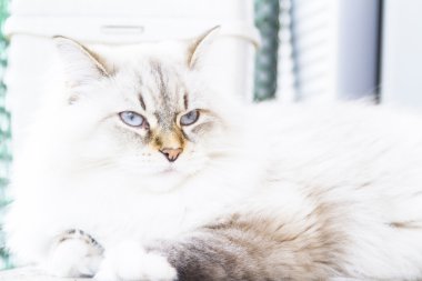 Sibirya doğurmak beyaz kedi