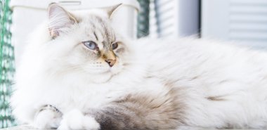 Sibirya doğurmak beyaz kedi