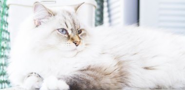 Sibirya doğurmak beyaz kedi