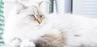 Sibirya doğurmak beyaz kedi