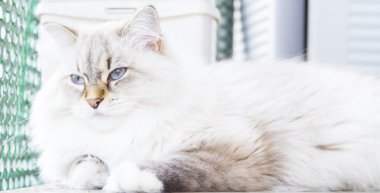 Sibirya doğurmak beyaz kedi