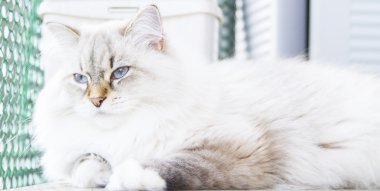 Sibirya doğurmak beyaz kedi