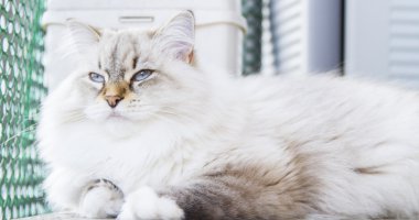 Sibirya doğurmak beyaz kedi