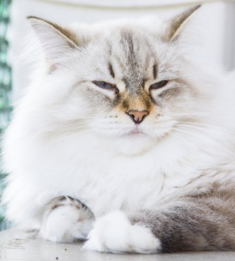 Sibirya doğurmak beyaz kedi